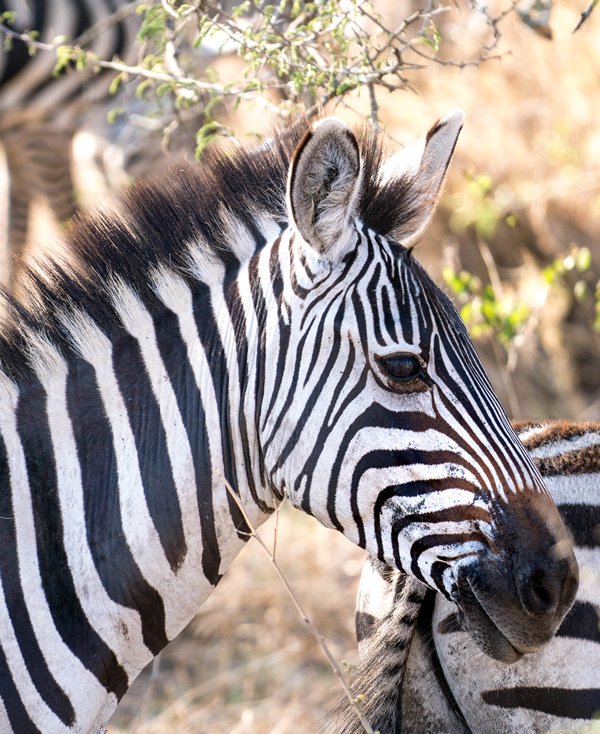 Four Seasons Safari Lodge Serengeti
