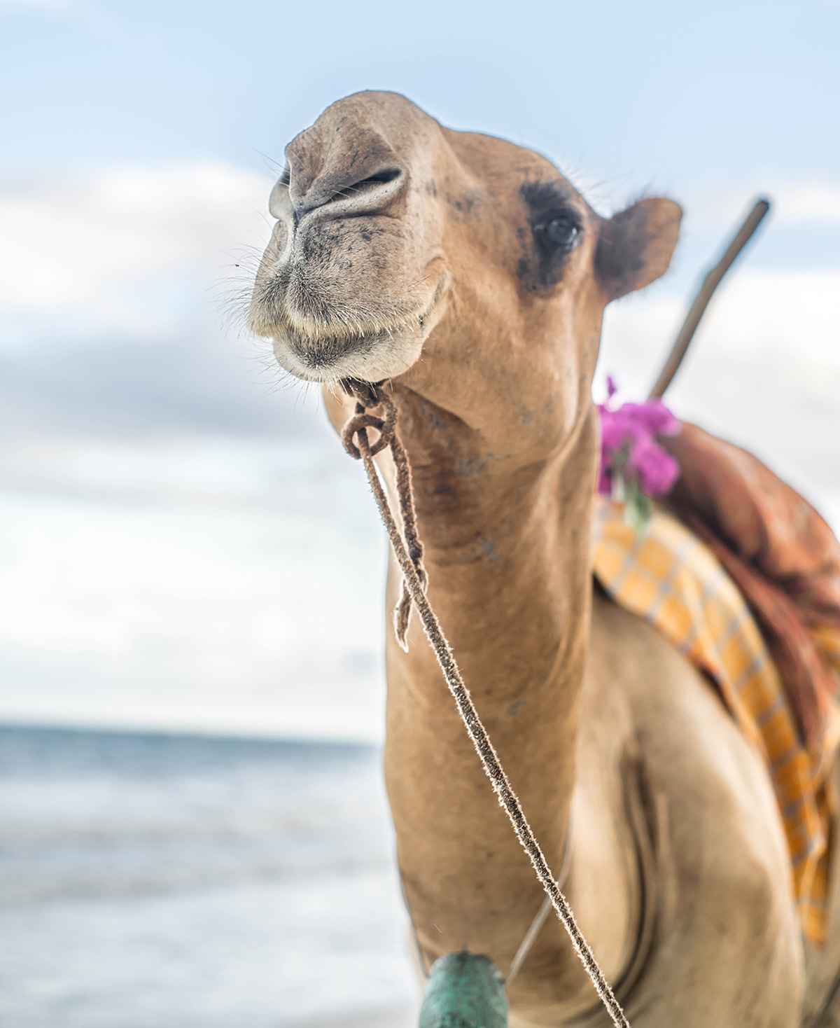 Marula House On The Beach, Kenya