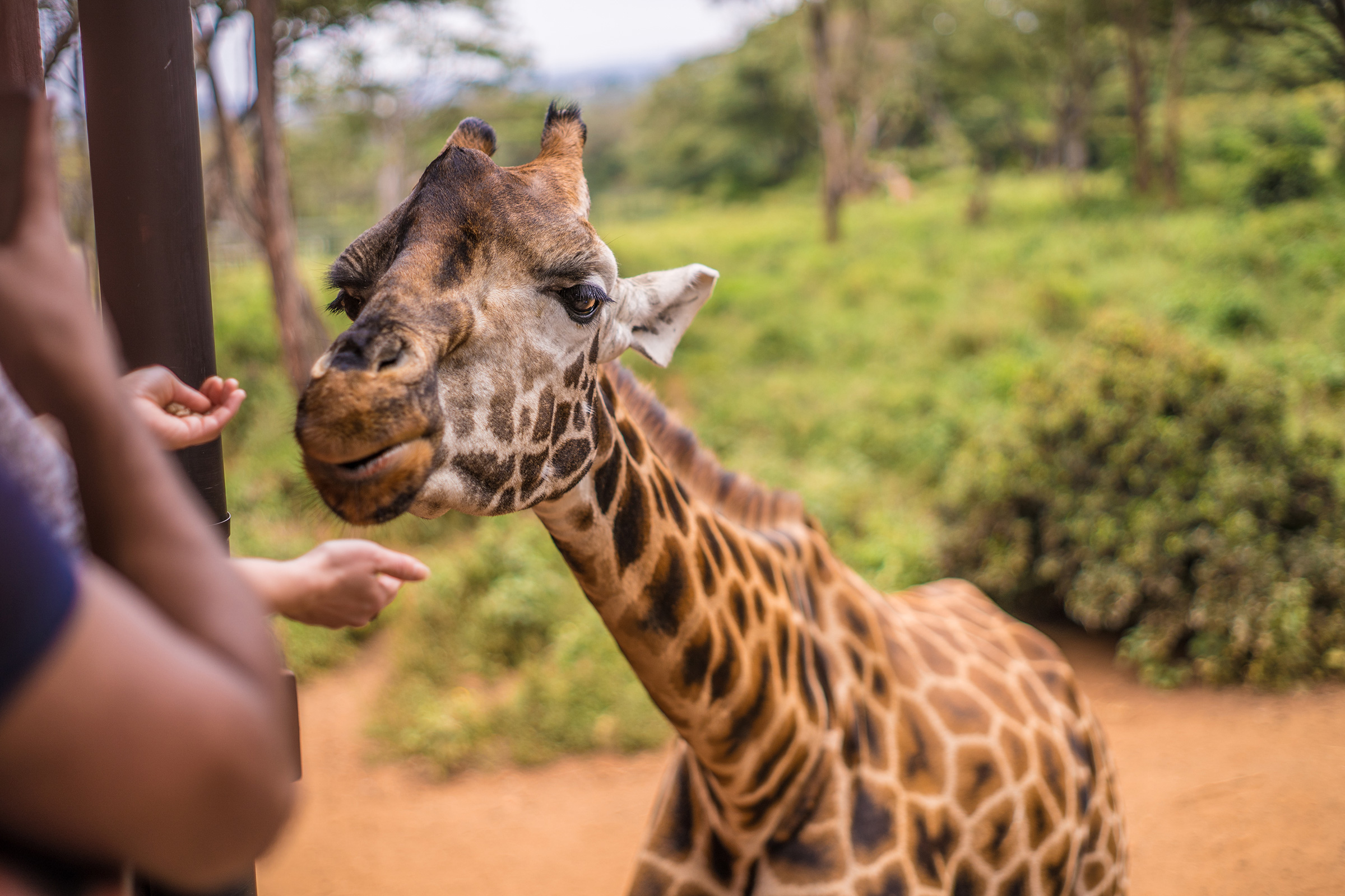 Four Points by Sheraton, Hurlingham