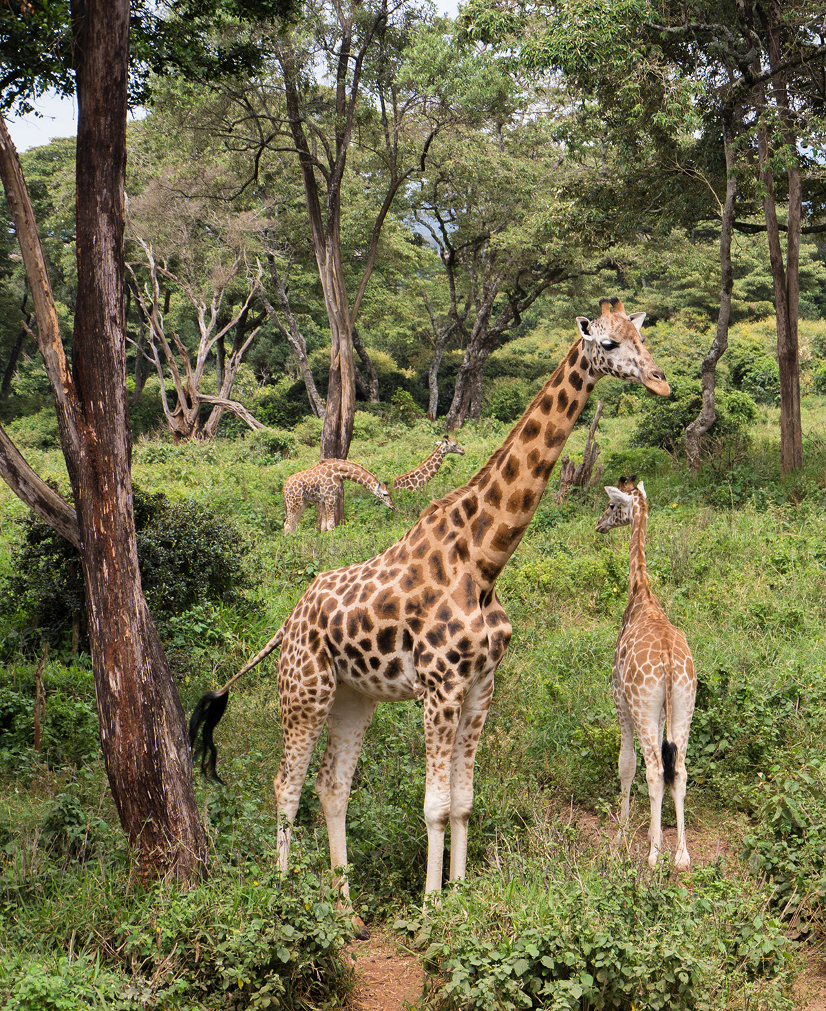 Four Points by Sheraton, Hurlingham