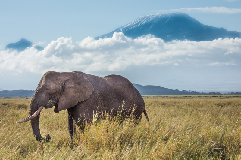 Elephant grazing on the savanna with a mountain in the background