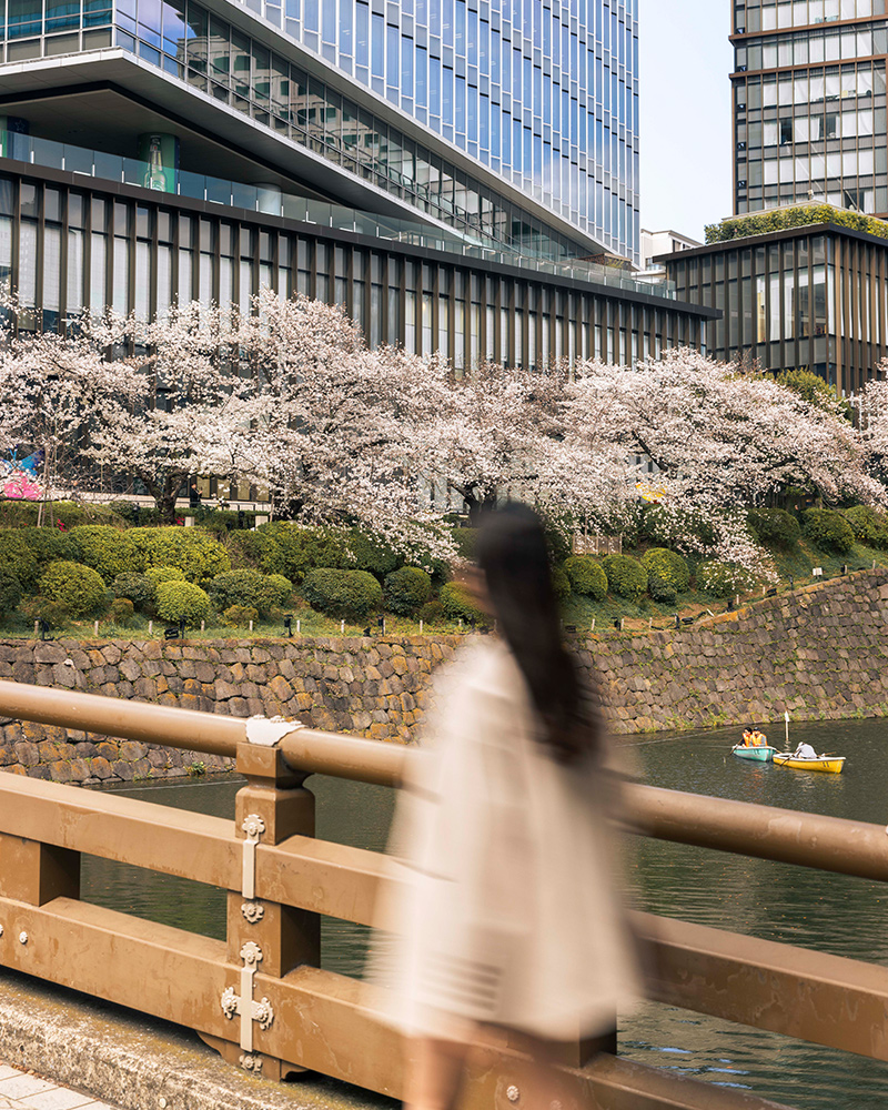 Cherry blossom trees in bloom beside a modern building along a moat